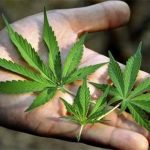 Cannabis: 12 mln di italiani ne fanno uso