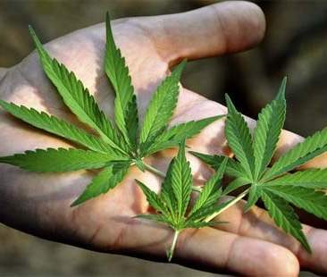 Cannabis: 12 mln di italiani ne fanno uso