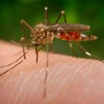In aumento i casi di Zika in Italia