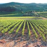 Psr 2014-2020, pubblicate le nuove graduatorie