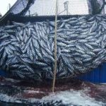 Pesca, sportelli informativi sui fondi europei disponibili