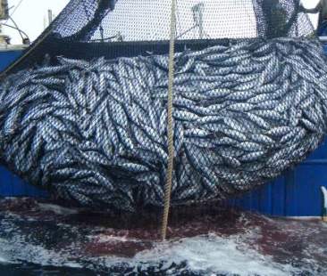 Pesca, sportelli informativi sui fondi europei disponibili