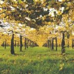 Vitivincoltura in crisi, cala la produzione