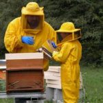 Miele d’agrumi, anno nero per l’apicoltura