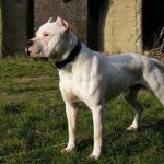 Il patentino per cani potrebbe salvare delle vite