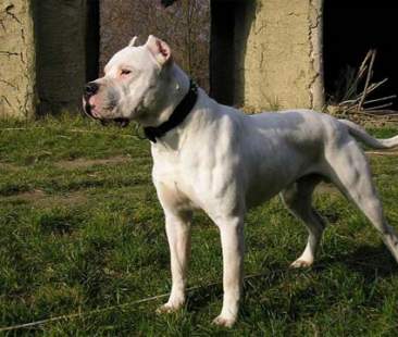 Il patentino per cani potrebbe salvare delle vite Il patentino per cani potrebbe salvare delle vite