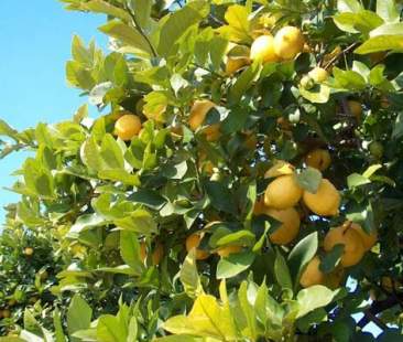 In Sicilia stanno scomparendo i limoneti