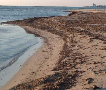 Produrre energia dalla posidonia. Il progetto Medcot al lavoro