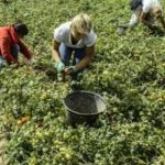 L’agricoltura siciliana in stallo tra ritardi di Pac e Psr 2014/2020