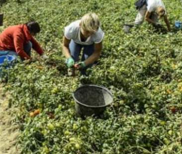 L’agricoltura siciliana in stallo tra ritardi di Pac e Psr 2014/2020