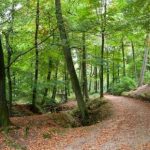 Il bosco di Longi primo in Sicilia con certificazione