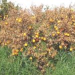 Aranceti siciliani a rischio estinzione