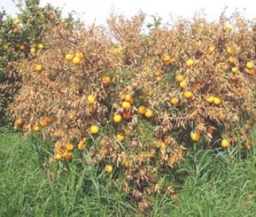 Aranceti siciliani a rischio estinzione Aranceti siciliani a rischio estinzione