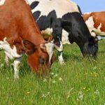 Carbonchio: sono solo 3 i casi accertati di allevamenti affetti