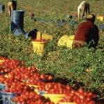 Approvato ddl di contrasto al caporalato