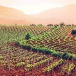 Agricoltura industriale, i danni per la Sicilia