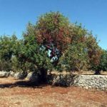 La Sicilia piegata dalle fitopatie