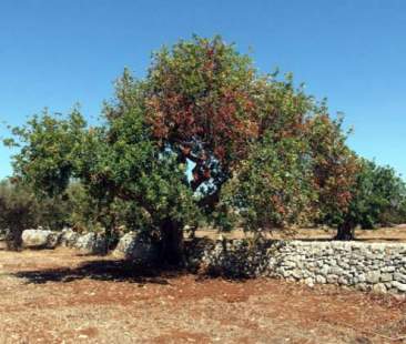 La Sicilia piegata dalle fitopatie La Sicilia piegata dalle fitopatie