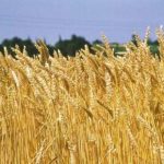 Grano italiano: -43% del valore e alto rischio di desertificazione