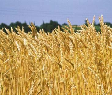 Grano italiano: -43% del valore e alto rischio di desertificazione
