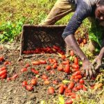 Caporalato, a rischiare di più saranno le aziende agricole sane