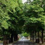 Aria inquinata, servono più alberi in città