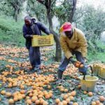 2,5 mld di euro nascosti all’agricoltura