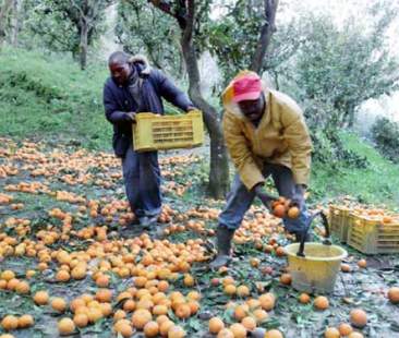 2,5 mld di euro nascosti all’agricoltura 2,5 mld di euro nascosti all’agricoltura