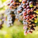 Energia dal vino, opportunità per il settore