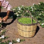 La crisi e la siccità dimezzano la raccolta dei capperi a Pantelleria