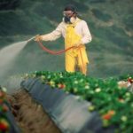 Pesticidi, abuso in Sicilia: allarme dell’Arpa