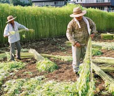 Sostegno alla filiera della canapa per legge, un’opportunità green