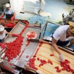 Sicilia prima in Italia per numero di aziende nell’agroalimentare