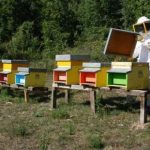 Miele, la produzione segna -70%