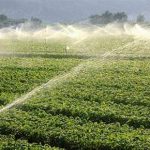 Salasso canoni irrigui, in Sicilia torna a sorridere l’agricoltura