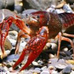 Il Mediterraneo preso d’assalto dagli “alieni”, 150 nuove specie negli ultimi anni