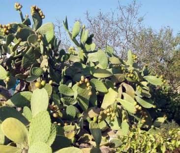 Fichi d’India, Sicilia leader mondiale