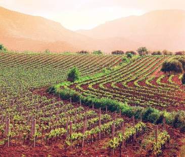 Agricoltura, si riforma la vecchia Pac