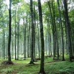 Bio-energia dalle aree protette. Sperimentazione nelle Madonie