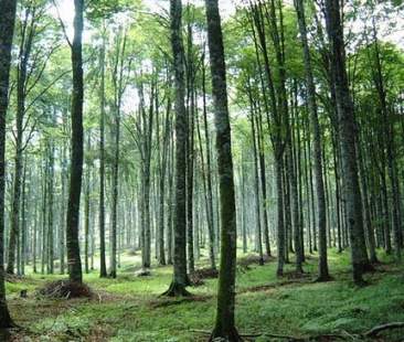 Bio-energia dalle aree protette. Sperimentazione nelle Madonie Bio-energia dalle aree protette. Sperimentazione nelle Madonie