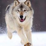 Caccia al lupo, governatori titubanti e ambientalisti sul piede di guerra