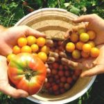 La Sicilia scommette sull’agricoltura biologica