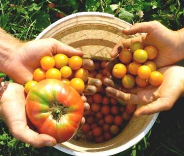 La Sicilia scommette sull’agricoltura biologica La Sicilia scommette sull’agricoltura biologica