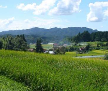 L’erbaccia che mette in crisi l’agricoltura L’erbaccia che mette in crisi l’agricoltura