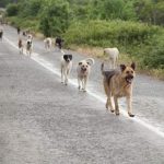 Crescono gli animali in città, Comuni inadeguati