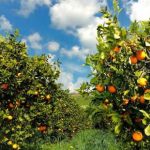 Pil agricoltura: il Sud cresciuto del 7,3% contro l’1,6% del Nord