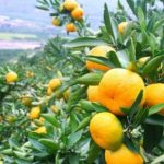 Agrumi, la valorizzazione passa dalla Sicilia