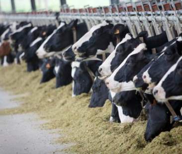 Fallimento Aras, Movimento Cinquestelle: “A rischio il settore zootecnico siciliano”