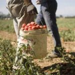 Agricoltura, la terra è Cosa loro