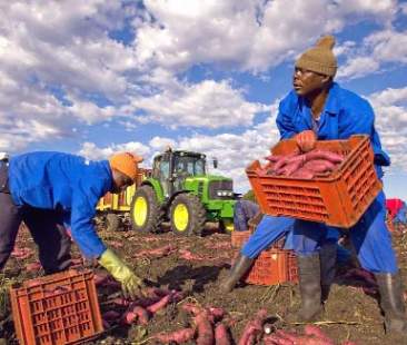 La Sicilia terra di senzalavoro, ad aumentare è solo il nero